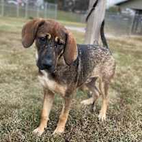 Thumbnail photo of Bowser #2