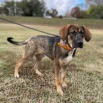 Thumbnail photo of Bowser #3