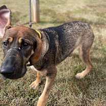 Thumbnail photo of Bowser #4