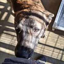 Thumbnail photo of TUCKER - Fostered in Deer Island, ME #4