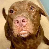 Thumbnail photo of Smudgie #1