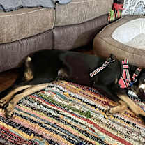 Thumbnail photo of Jett Adoption Pending #2