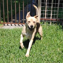 Thumbnail photo of Relay (AKA Thor) #2