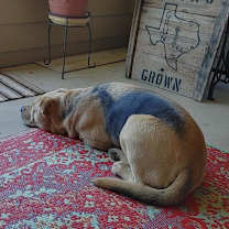 Thumbnail photo of Relay (AKA Thor) #4