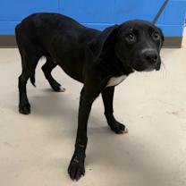 Thumbnail photo of Miso #2