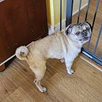 Thumbnail photo of Mr Pugsley #1
