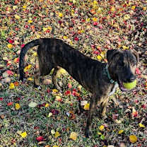 Thumbnail photo of Jekyll #1