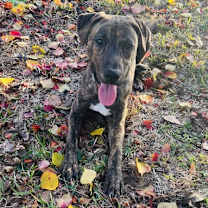 Thumbnail photo of Jekyll #2