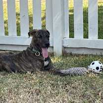 Thumbnail photo of Jekyll #3