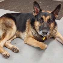 Thumbnail photo of King Henri #1