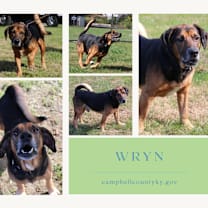 Thumbnail photo of Wryn #1