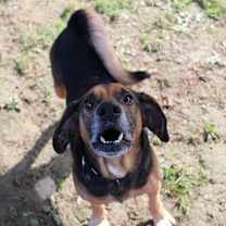 Thumbnail photo of Wryn #3