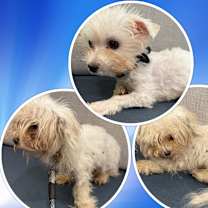 Adopted!! Dickens - IL