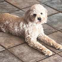 Thumbnail photo of Freddie #1