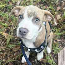 Thumbnail photo of Lightning Nightning #1