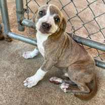 Thumbnail photo of Lightning Nightning #3