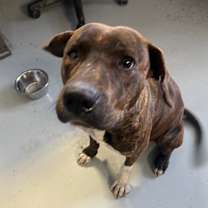 Thumbnail photo of Chloe #2