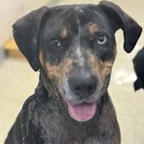 Thumbnail photo of Jojo #1