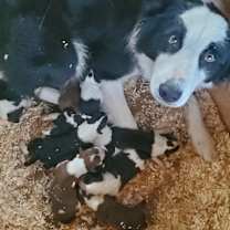 Thumbnail photo of Pups #1