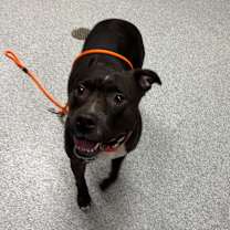 Thumbnail photo of Kim - In Foster #2