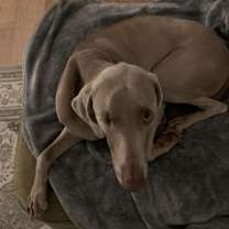 Thumbnail photo of Penelope (Pepper) 2000$ adoption bonus #1