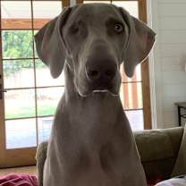 Thumbnail photo of Penelope (Pepper) 2000$ adoption bonus #2