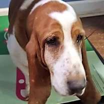 Thumbnail photo of BOSTON #1