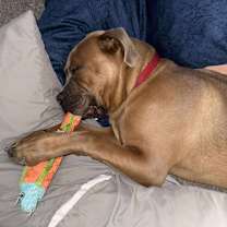 Thumbnail photo of Theo #4