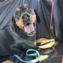 Thumbnail photo of Rowdy #1