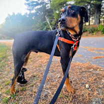 Thumbnail photo of Rowdy #2