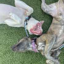 Thumbnail photo of Sir Benny (in foster) #3