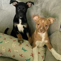 Thumbnail photo of Roma (Italy litter) #2