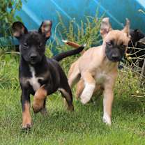 Thumbnail photo of Milano (Italy litter) #1