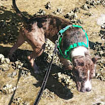 Thumbnail photo of Bruce #3