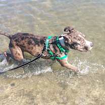 Thumbnail photo of Bruce #4