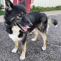 Thumbnail photo of Hoppy #1