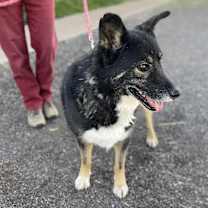 Thumbnail photo of Hoppy #2