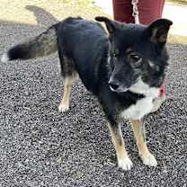 Thumbnail photo of Hoppy #3