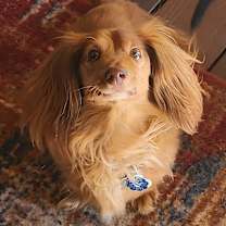 Thumbnail photo of Jaid - pending adoption #2