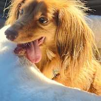 Thumbnail photo of Jaid - pending adoption #4