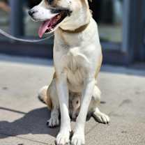 Thumbnail photo of Popcorn #3