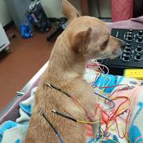 Thumbnail photo of Twinkle #2