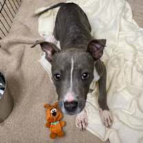 Thumbnail photo of Bonfire #3