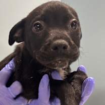 Thumbnail photo of CHANDLER #3