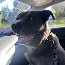 Thumbnail photo of Freyja - In Foster #2