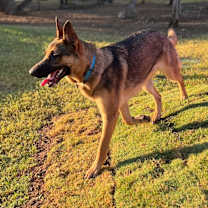 Thumbnail photo of Lando #2