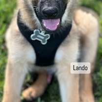 Thumbnail photo of Lando #4
