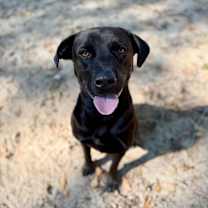 Thumbnail photo of $00 Peri #3