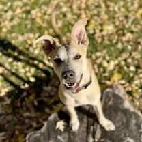 Thumbnail photo of Mozze #2