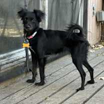 Thumbnail photo of Squeakers #2